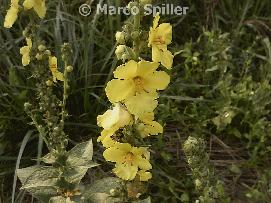 Verbascum cfr. phlomoides